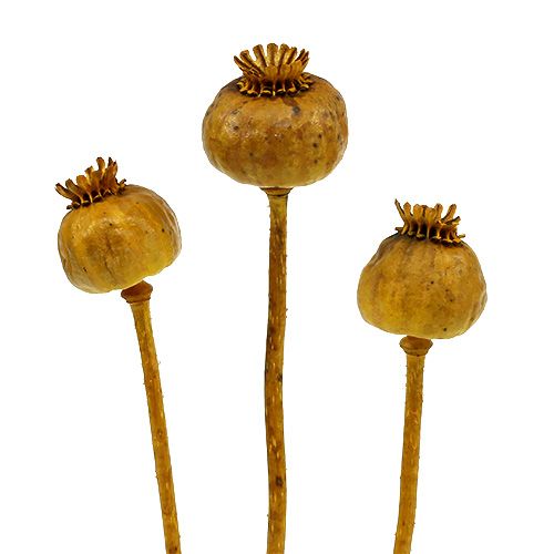 Floristik24 Têtes de coquelicots colorées jaunes 100 pcs