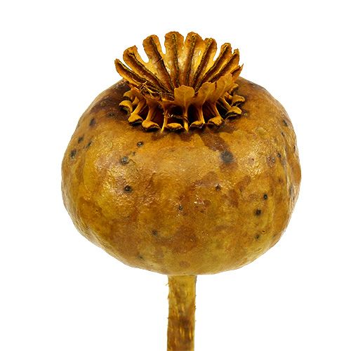 Floristik24 Têtes de coquelicots colorées jaunes 100 pcs