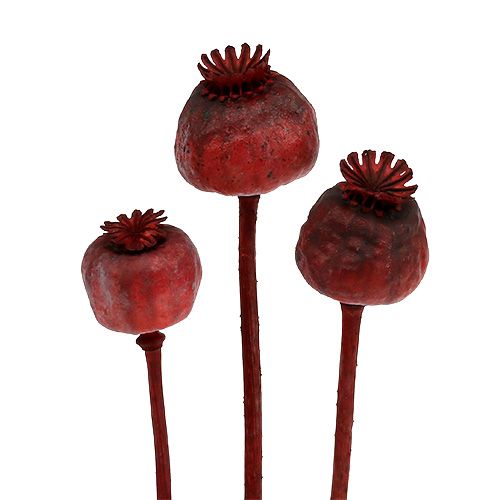 Floristik24 Têtes de coquelicot colorées en rouge 100 pcs