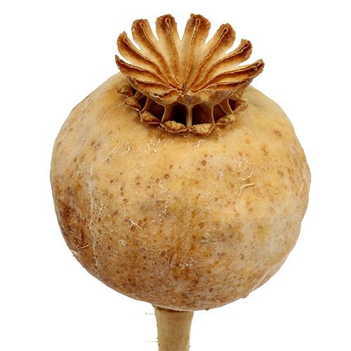 Floristik24 Têtes de pavot nature 100 pcs