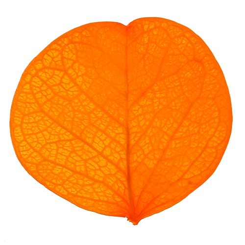 Floristik24 Feuilles de Moneta Abricot 50g