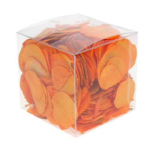 Floristik24 Feuilles de Moneta Abricot 50g