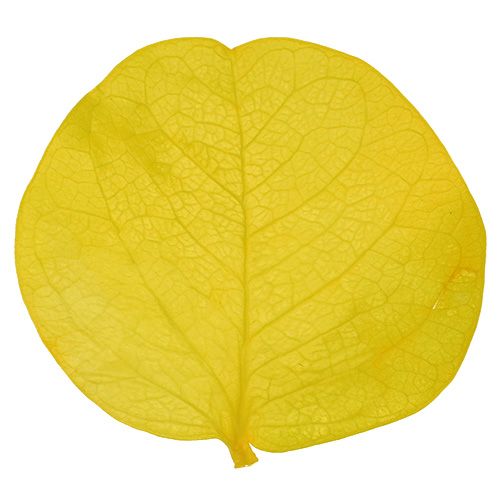 Article Moneta feuilles citron vert 50gr
