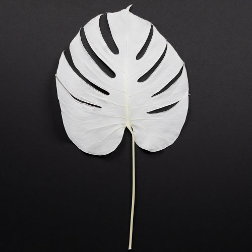 Article Feuilles de Monstera blanchies décoratives pour fenêtre H40cm 5 pcs