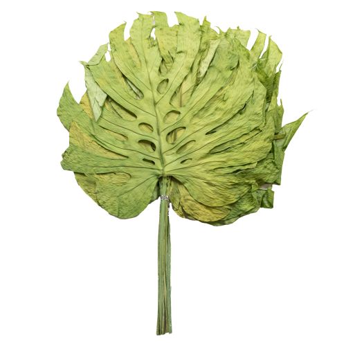 Feuilles de Monstera séchées pour décoration de fenêtre H50cm 5 pcs