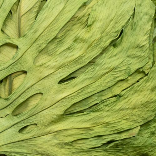 Article Feuilles de Monstera séchées pour décoration de fenêtre H50cm 5 pcs