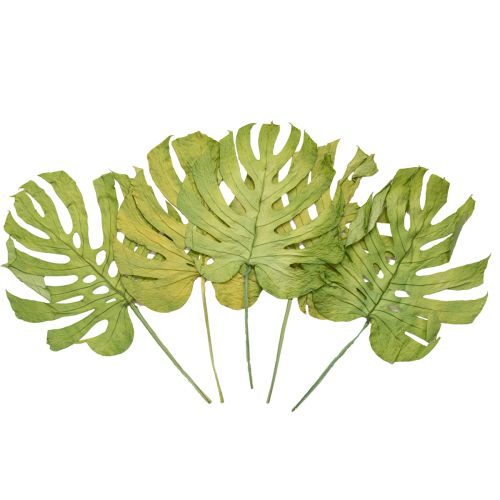 Article Feuilles de Monstera séchées pour décoration de fenêtre H50cm 5 pcs