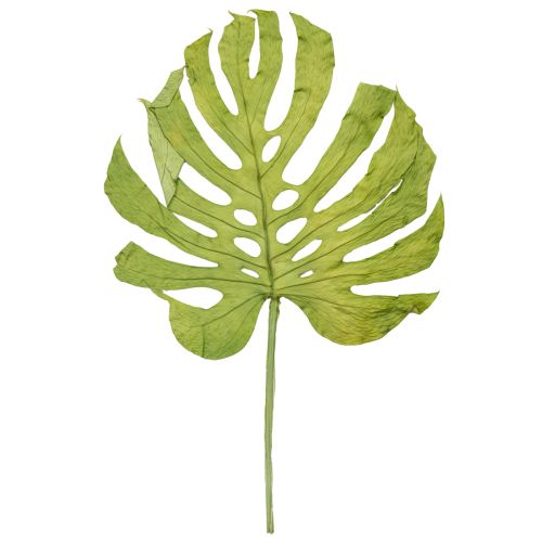 Article Feuilles de Monstera séchées pour décoration de fenêtre H50cm 5 pcs