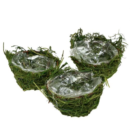 Floristik24 Coupe en mousse verte Ø 11 cm H. 6,5 – 7,5 cm 5 p.