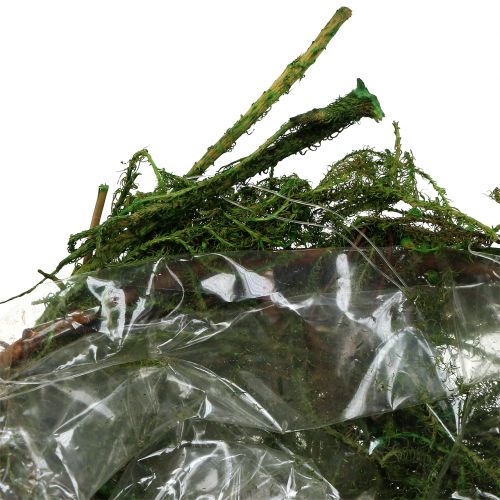 Floristik24 Coupe en mousse verte Ø 11 cm H. 6,5 – 7,5 cm 5 p.