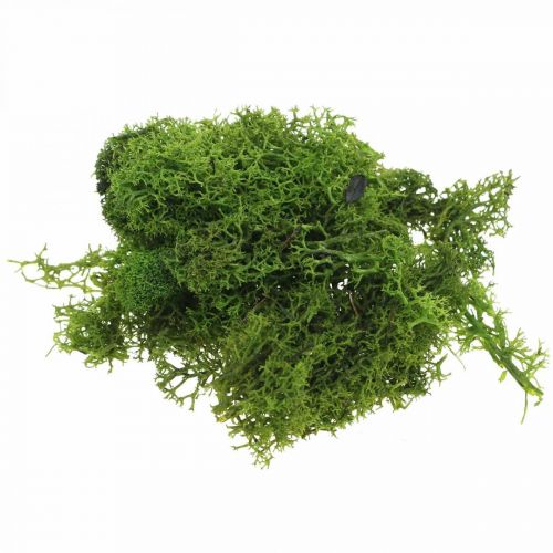 Floristik24 Mousse décorative pour travaux manuels Mousse naturelle stabilisée vert foncé 40g