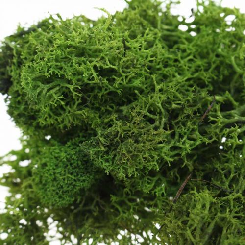 Floristik24 Mousse décorative pour travaux manuels Mousse naturelle stabilisée vert foncé 40g