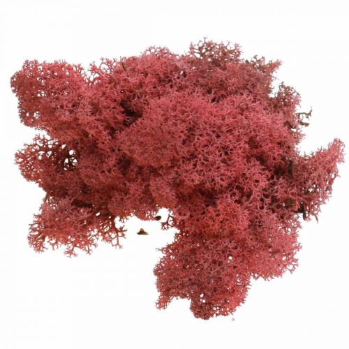 Floristik24 Mousse décorative pour travaux manuels Mousse naturelle de couleur rouge en sachet de 40g