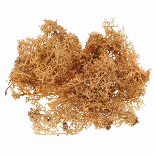 Article Mousse décorative pour l&#39;artisanat Mousse naturelle de couleur orange conservée 40g