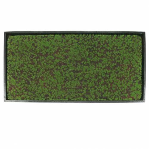 Floristik24 Mousse murale dans un cadre vert 60x30cm Décoration murale en mousse