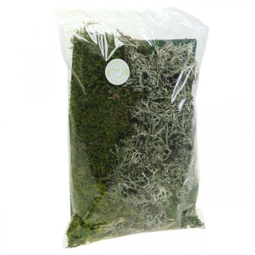 Floristik24 Mousse décorative pour l'artisanat Mélange de mousse et de lichen vert, gris 100g