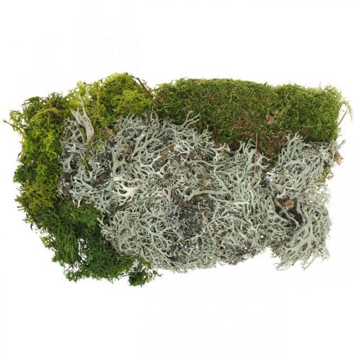 Floristik24 Mousse décorative pour l'artisanat Mélange de mousse et de lichen vert, gris 100g