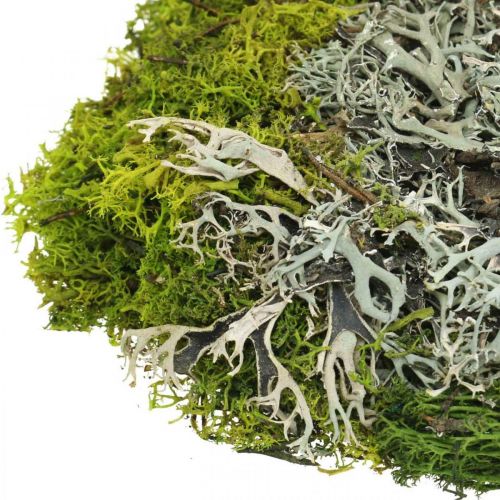 Floristik24 Mousse décorative pour l'artisanat Mélange de mousse et de lichen vert, gris 100g