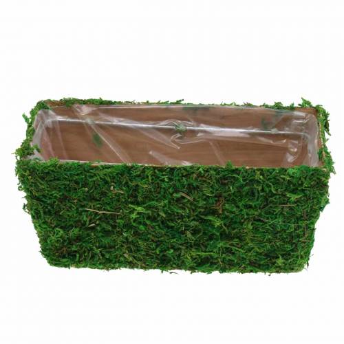 Floristik24 Jardinière Mousse Vert 20×10cm H9cm