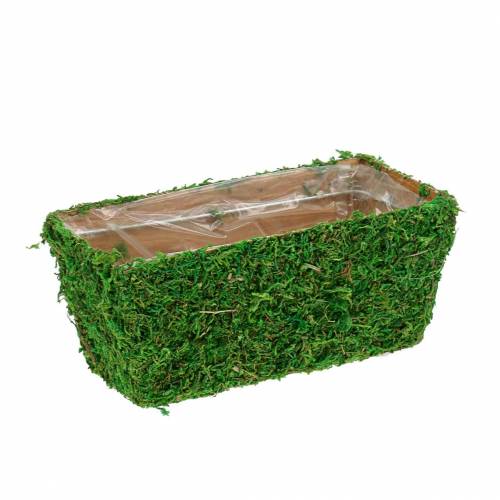 Floristik24 Jardinière Mousse Vert 20×10cm H9cm