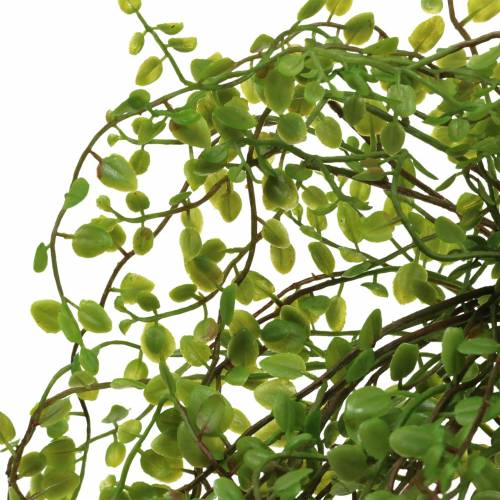 Floristik24 Mühlenbeckia Buisson Vert 42cm