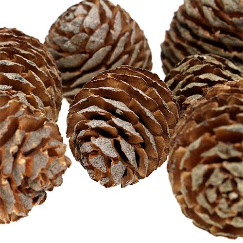 Floristik24 Cônes Murii naturels 500g