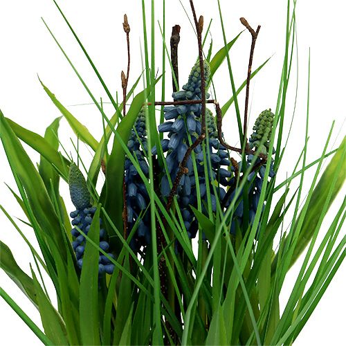 Floristik24 Muscari en pot bleu H. 30 cm