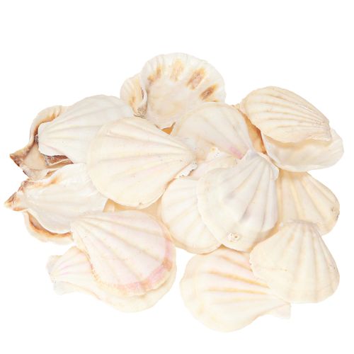 Article Coquillages décoratifs en coquille Saint-Jacques naturels 3,5 cm–4 cm 300 g