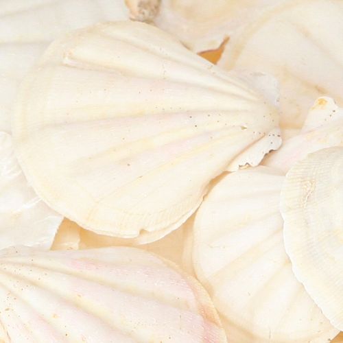 Article Coquillages décoratifs en coquille Saint-Jacques naturels 3,5 cm–4 cm 300 g