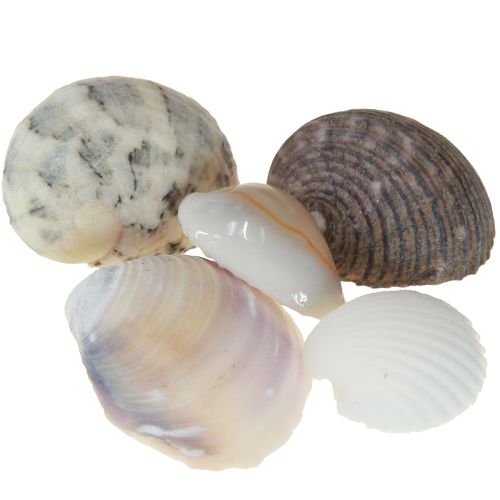 Floristik24 Décoration de coquillages mini coques coquilles d&#39;escargots 1–3 cm 340 g
