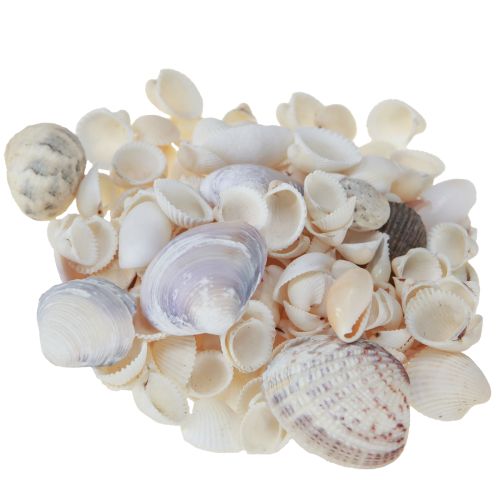 Article Décoration de coquillages mini coques coquilles d&#39;escargots 1–3 cm 340 g