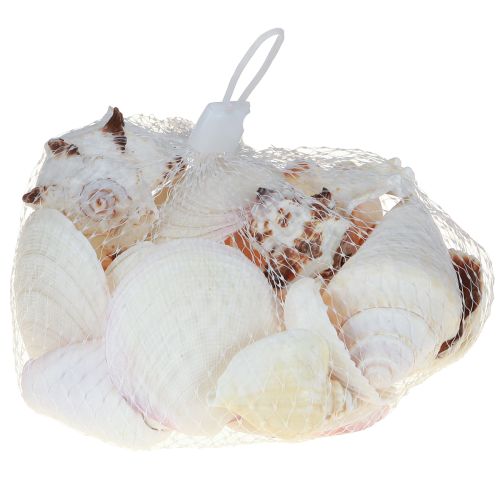 Article Décoration de coquillages, mélange de coquillages d&#39;escargots 4–8 cm, naturel, 400 g
