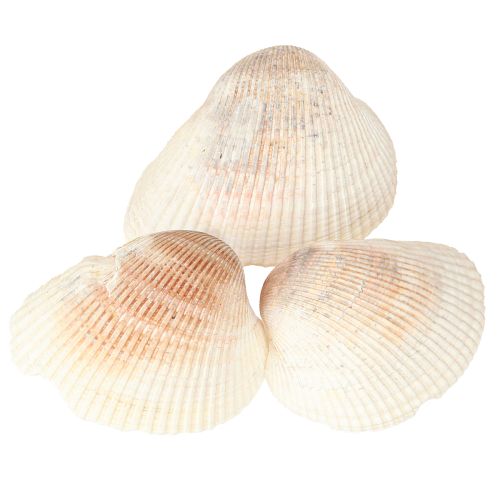 Article Coquillages décoratifs coquillages blancs marron coques 5-7cm 300g