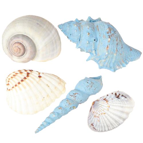 Floristik24 Coquillages décoratifs en coquillages d&#39;escargots bleus naturels 3–5 cm 150 g