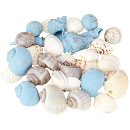 Article Coquillages décoratifs en coquillages d'escargots bleus naturels 3–5 cm 150 g