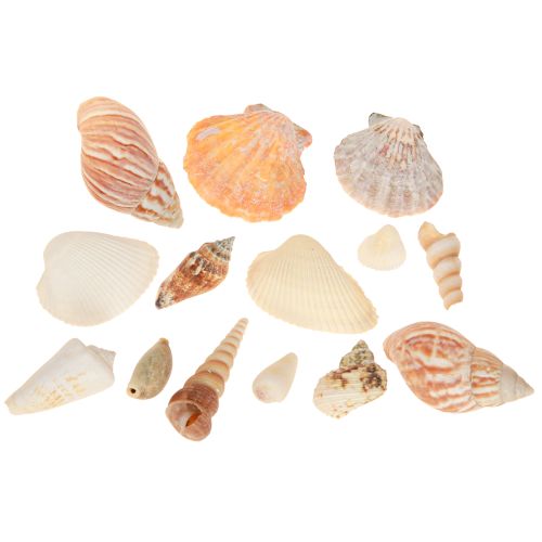 Article Coquillages décoratifs d&#39;escargot de mer naturels 350 g × 3 pièces