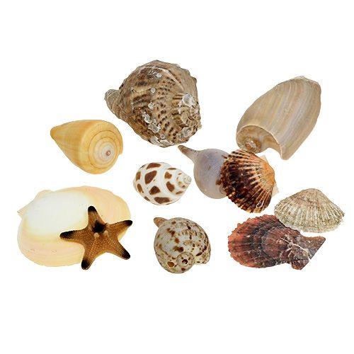 Floristik24 Mélange de coquillages dans une boîte naturelle 380g