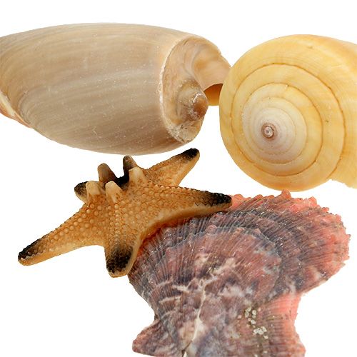 Floristik24 Mélange de coquillages dans une boîte naturelle 380g