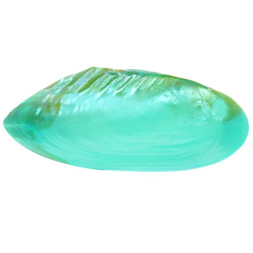 Floristik24 Coquille pour décoration verte 18cm