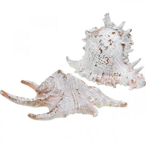 Coquillages, décoration maritime, coquilles d&#39;escargots blanc-doré L22/17cm lot de 2