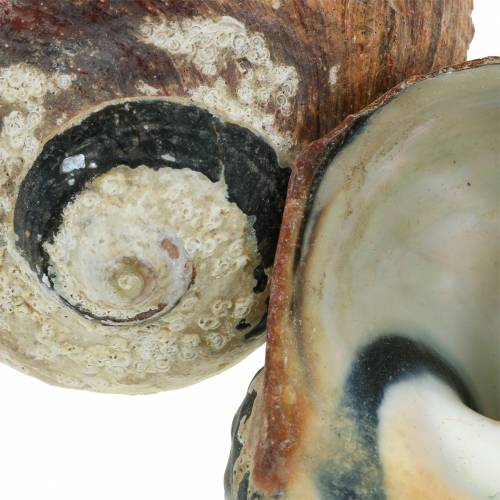 Article Turban Shell Alikreukel Naturel 500g