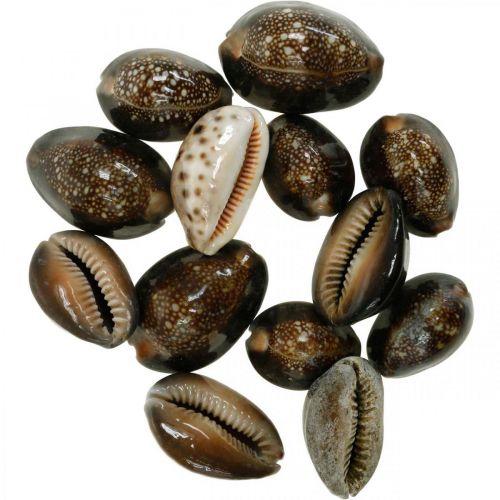 Floristik24 Cauri déco nature décoration maritime escargots de mer 500g