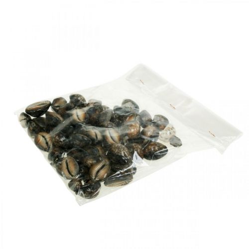 Floristik24 Cauri déco nature décoration maritime escargots de mer 500g