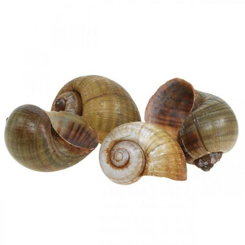 Floristik24 Décoration escargot, coquilles d&#39;escargots nature maritime, vert 10 pcs
