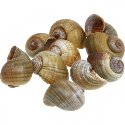 Floristik24 Décoration escargot, coquilles d&#39;escargots nature maritime, vert 10 pcs