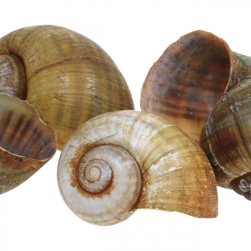 Floristik24 Décoration escargot, coquilles d&#39;escargots nature maritime, vert 10 pcs