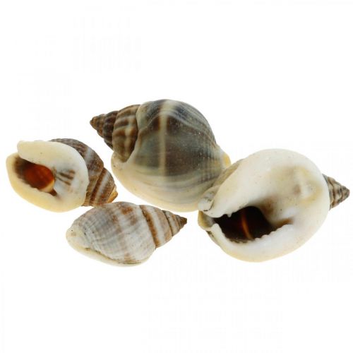 Floristik24 Décoration naturelle, coquilles d&#39;escargot naturel 1–2cm, décoration de coquille 1kg
