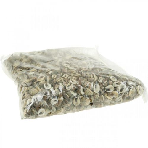 Floristik24 Décoration naturelle, coquilles d&#39;escargot naturel 1–2cm, décoration de coquille 1kg
