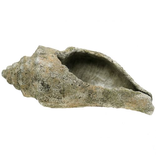 Floristik24 Coquille pour plantation L40cm