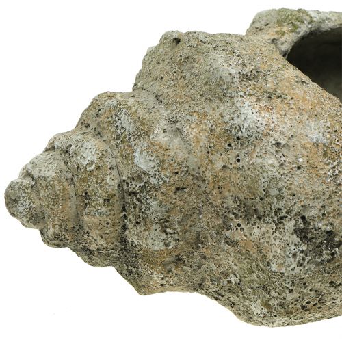 Floristik24 Coquille pour plantation L40cm